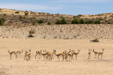 Fototapeta na wymiar Springbok, Antidorcas marsupialis, Parc national Kalahari Gemsbok, parc transfrontalier de Kgalagadi, Afrique du Sud