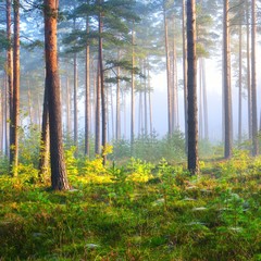Obrazy na Szkle  Mglisty wschód słońca w lesie liściastym na Łotwie.