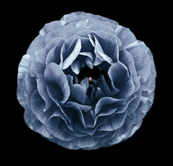 Obraz premium vintage light blue rose flower. Flower isolated on black background. No shadows with clipping path. Close-up. Nature.