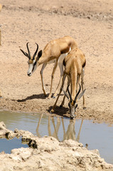 Springbok, Antidorcas marsupialis, Parc national Kalahari Gemsbok, parc transfrontalier de Kgalagadi, Afrique du Sud