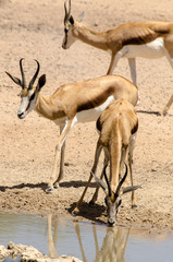 Springbok, Antidorcas marsupialis, Parc national Kalahari Gemsbok, parc transfrontalier de Kgalagadi, Afrique du Sud
