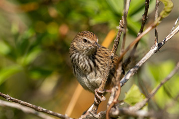 North Island Fernbird 