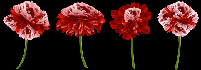 set watercolor red flowers.  Red peony, rose, daisy  on black background. For design. Nature.