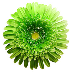 gerbera flower green. Flower isolated on white background. No shadows with clipping path. Close-up....