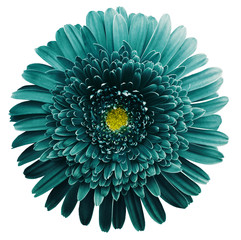 gerbera flower turquoise. Flower isolated on white background. No shadows with clipping path....