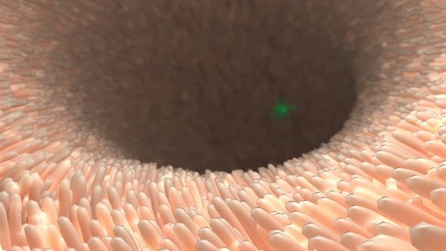 Green pathogen moves inside the intestines. Microscopic villi and capillary. Human digestive system large intestine anatomy. Colon, bowel. Small intestine.. 4k