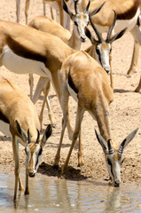 Springbok, Antidorcas marsupialis, Parc national Kalahari Gemsbok, parc transfrontalier de Kgalagadi, Afrique du Sud
