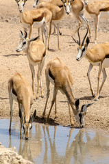 Springbok, Antidorcas marsupialis, Parc national Kalahari Gemsbok, parc transfrontalier de Kgalagadi, Afrique du Sud