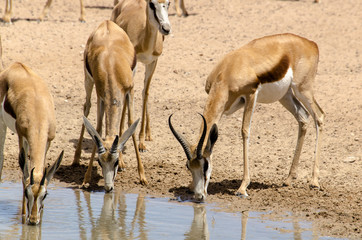 Springbok, Antidorcas marsupialis, Parc national Kalahari Gemsbok, parc transfrontalier de Kgalagadi, Afrique du Sud