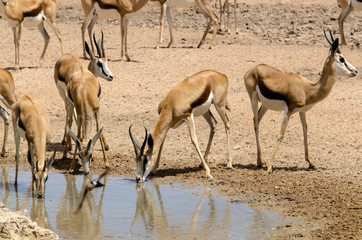 Springbok, Antidorcas marsupialis, Parc national Kalahari Gemsbok, parc transfrontalier de Kgalagadi, Afrique du Sud