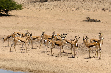 Naklejka na ściany i meble Springbok, Antidorcas marsupialis, Parc national Kalahari Gemsbok, parc transfrontalier de Kgalagadi, Afrique du Sud