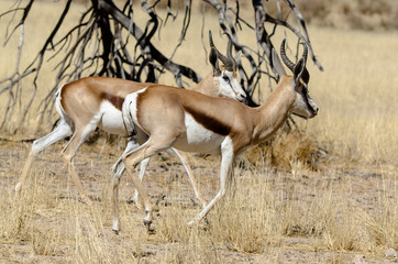 Springbok, Antidorcas marsupialis, Parc national Kalahari Gemsbok, parc transfrontalier de Kgalagadi, Afrique du Sud