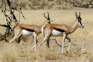 Springbok, Antidorcas marsupialis, Parc national Kalahari Gemsbok, parc transfrontalier de Kgalagadi, Afrique du Sud