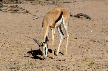 Springbok, Antidorcas marsupialis, Parc national Kalahari Gemsbok, parc transfrontalier de Kgalagadi, Afrique du Sud