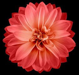 Fototapeta premium watercolor dahlia flower red. Flower isolated on black background. No shadows with clipping path. Close-up. Nature.