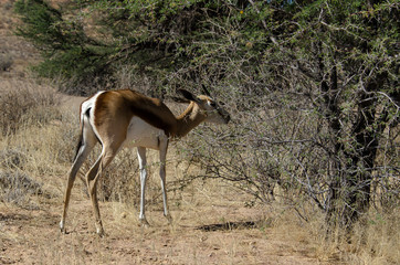 Springbok, Antidorcas marsupialis, Parc national Kalahari Gemsbok, parc transfrontalier de...