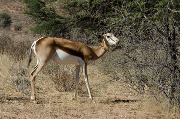 Springbok, Antidorcas marsupialis, Parc national Kalahari Gemsbok, parc transfrontalier de...