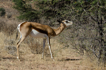 Springbok, Antidorcas marsupialis, Parc national Kalahari Gemsbok, parc transfrontalier de...