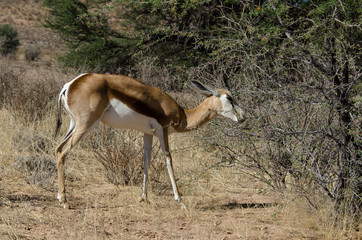 Springbok, Antidorcas marsupialis, Parc national Kalahari Gemsbok, parc transfrontalier de Kgalagadi, Afrique du Sud