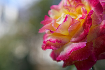 Fototapeta na wymiar Yellow-red rose in the park.