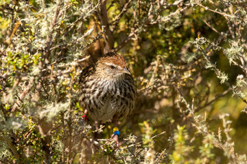 North Island Fernbird 