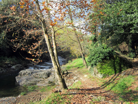 Alberi e piante lungo il fiume in autunno, Loro Ciuffenna