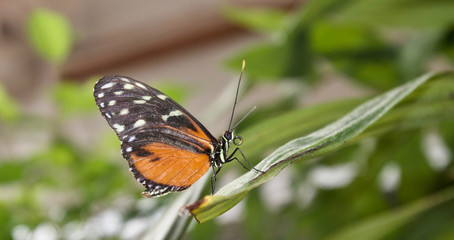 butterfly on flower