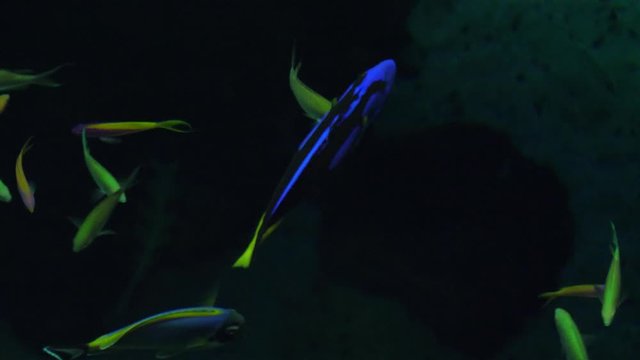 Palette surgeonfish biology aquarium oceanarium 4k