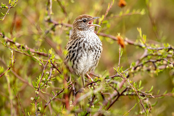 North Island Fernbird 