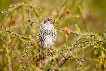 Obraz premium North Island Fernbird 