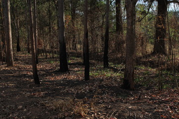 Obraz premium Natureza