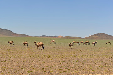 Fototapeta na wymiar young two-humped camels grazing on prairie; Gobi desert, summer, Mongolia