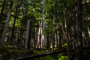 Fototapeta premium Mount Robson Provincial Park