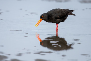 Variable Oystercatcher in New Zealand