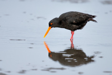 Variable Oystercatcher in New Zealand