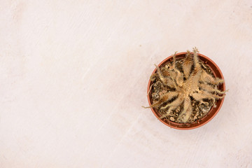 Decaying dead cactus