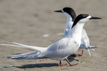 White-fronted Tern in Australasia