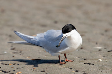 White-fronted Tern in Australasia