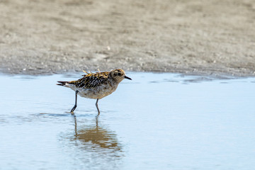 Pacific Golden Plover in Australasia