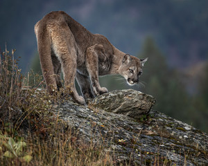 Mountain Lion Dee Dee Triple D Montana USA