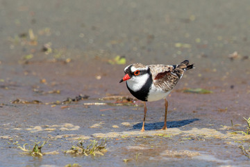 Black-fronted Dotterel in Australasia