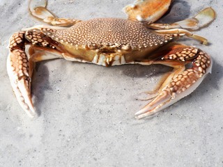 Speckled Swimming Crab on the Beach