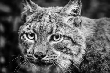 Obraz premium Lynx black and white