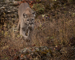 Mountain Lion Dee Dee Triple D Montana USA