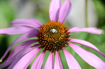 spider on a flower