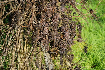 Eingetrocknete Trauben eines aufgegebenen Weingartens