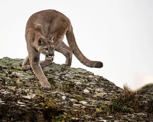 Tuinposter Mountain Lion Dee Dee Triple D Montana USA © Carol