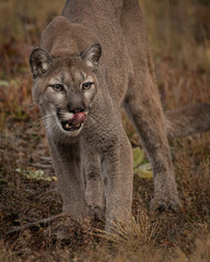 Mountain Lion Dee Dee Triple D Montana USA