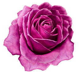 Rose bright pink flower  on white isolated background with clipping path.  no shadows. Closeup. For...