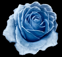 Rose blue flower on the black  isolated background with clipping path.  no shadows. Closeup. For design. Nature.